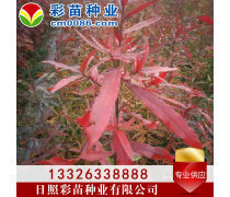 優(yōu)化苗木產(chǎn)品庫策略，提升園林綠化行業(yè)競爭力