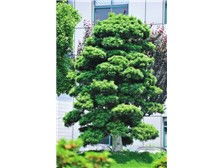 瀏陽市軒達(dá)苗木種植專業(yè)合作社 花卉種植產(chǎn)品展示