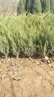 定州市盛大園林苗木基地入駐苗木通平臺，致力精品苗木發(fā)展